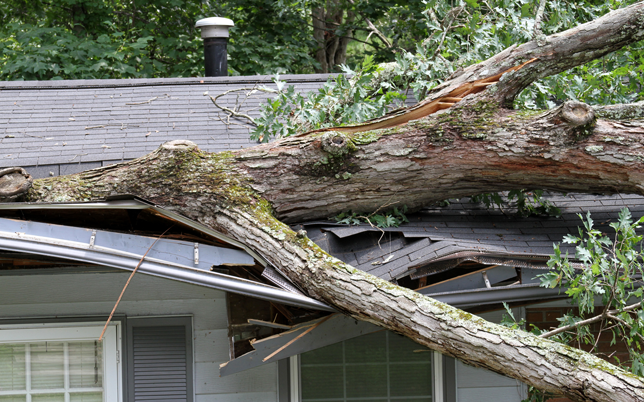 Roof damage from a fallen tree after a storm.